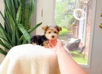 Nolan, a male Yorkshire Terrier for sale in Newberry, SC – 4 of 4