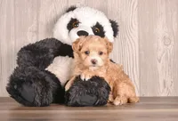 Carolina, a female Maltipoo for sale in Newberry, SC – Photo 3 of 3