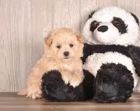 Coat, a male Maltipoo for sale in Newberry, SC – Photo 3 of 3