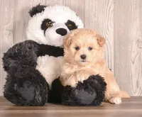 Coat, a male Maltipoo for sale in Newberry, SC – Photo 2 of 3