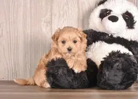 Coastal, a female Maltipoo for sale in Newberry, SC – Photo 3 of 3