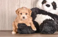 Carolina, a female Maltipoo for sale in Newberry, SC – Photo 1 of 3