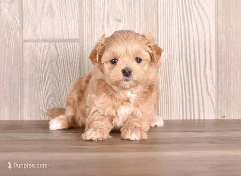 Coastal, a female Maltipoo for sale in Newberry, SC – Photo 1 of 3
