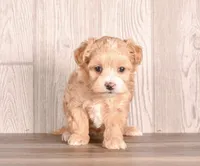 Carolina, a female Maltipoo for sale in Newberry, SC – Photo 2 of 3