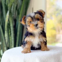 Terry, a male Yorkshire Terrier for sale in Newberry, SC – Photo 3 of 3