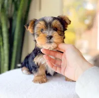 Terry, a male Yorkshire Terrier for sale in Newberry, SC – Photo 2 of 3