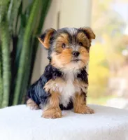 Terry, a male Yorkshire Terrier for sale in Newberry, SC – Photo 1 of 3