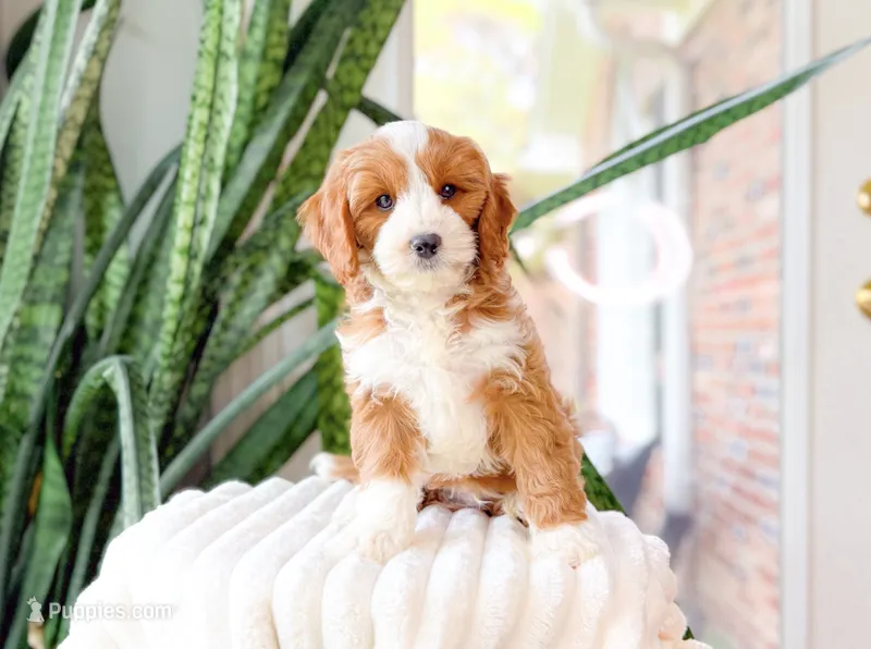 Stone – Cavapoo puppy for sale in Newberry, SC