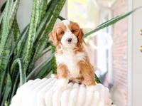 Stone, a male Cavapoo for sale in Newberry, SC – 1 of 3