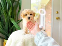 Viren, a male Maltipoo for sale in Newberry, SC – 3 of 4