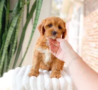 Selah, a female Cavapoo for sale in Newberry, SC – 3 of 3