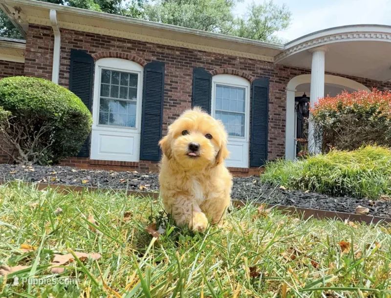 Destiny – Maltipoo puppy for sale in Newberry, SC