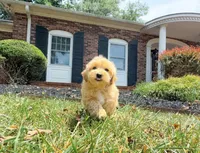 Destiny, a female Maltipoo for sale in Newberry, SC – 1 of 3