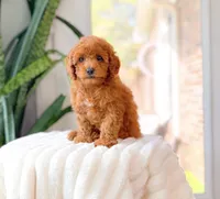 Ren, a female Cavapoo for sale in Newberry, SC – 2 of 3