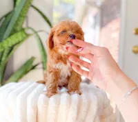 Hunter, a male Cavapoo for sale in Newberry, SC – 3 of 3