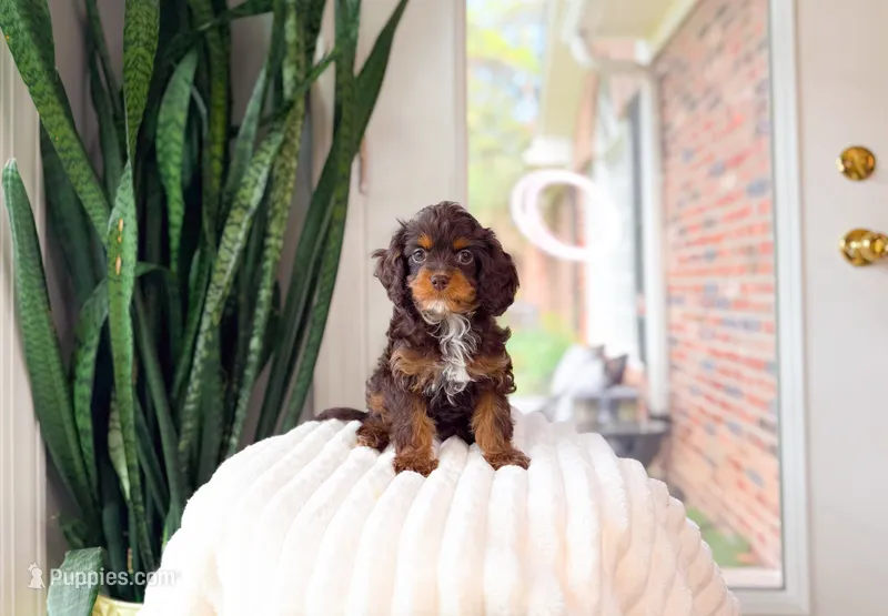 Celine – Cavapoo puppy for sale in Newberry, SC
