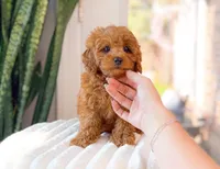 Garna, a female Cavapoo for sale in Newberry, SC – 3 of 3