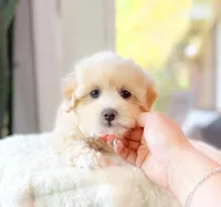 Milo, a male Maltipoo for sale in Newberry, SC – 5 of 6