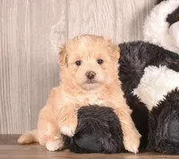 Milo, a male Maltipoo for sale in Newberry, SC – 6 of 6