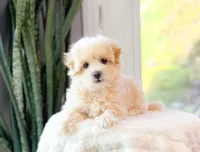 Milo, a male Maltipoo for sale in Newberry, SC – 4 of 6