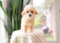 Milo, a male Maltipoo for sale in Newberry, SC – 3 of 6