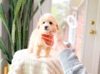 Milo, a male Maltipoo for sale in Newberry, SC – 2 of 6