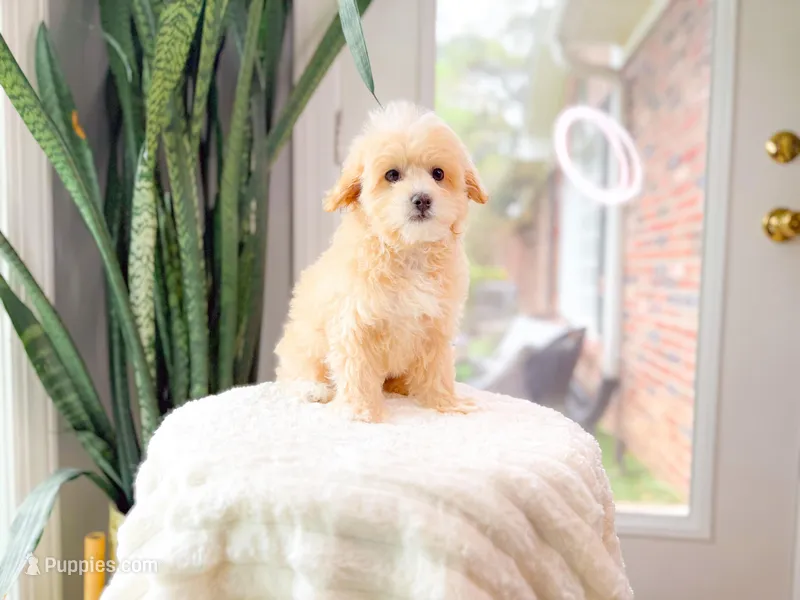 Milo – Maltipoo puppy for sale in Newberry, SC