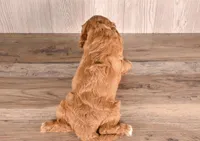 Dante, a male Cavapoo for sale in Newberry, SC – Photo 2 of 3