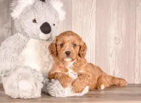 Dante, a male Cavapoo for sale in Newberry, SC – Photo 3 of 3