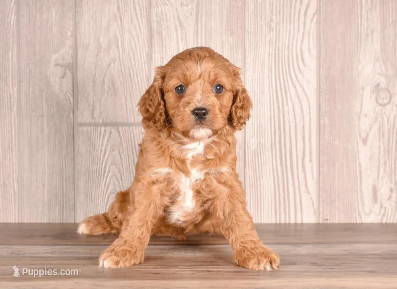 Dante – Cavapoo puppy for sale in Newberry, SC