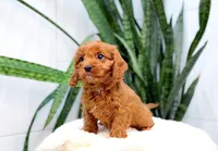 Hazel, a female Cavapoo for sale in Newberry, SC – 1 of 3