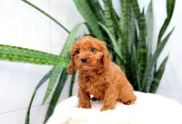 Hazel, a female Cavapoo for sale in Newberry, SC – 2 of 3