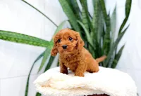 Hazel, a female Cavapoo for sale in Newberry, SC – 3 of 3