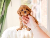 Acai, a female Cavapoo for sale in Newberry, SC – 2 of 3