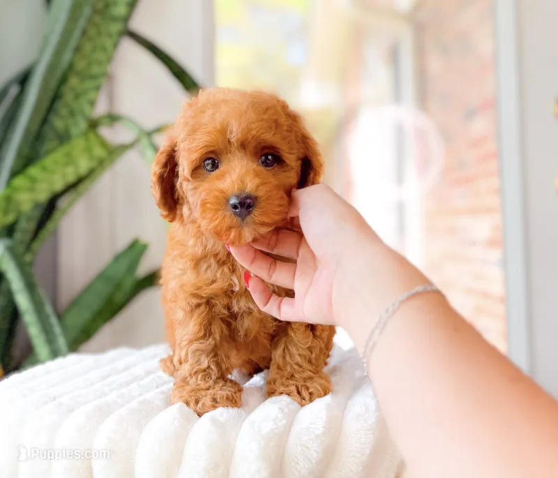 Rocky – Cavapoo puppy for sale in Newberry, SC