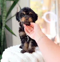 Henry, a male Cavapoo for sale in Newberry, SC – 2 of 3