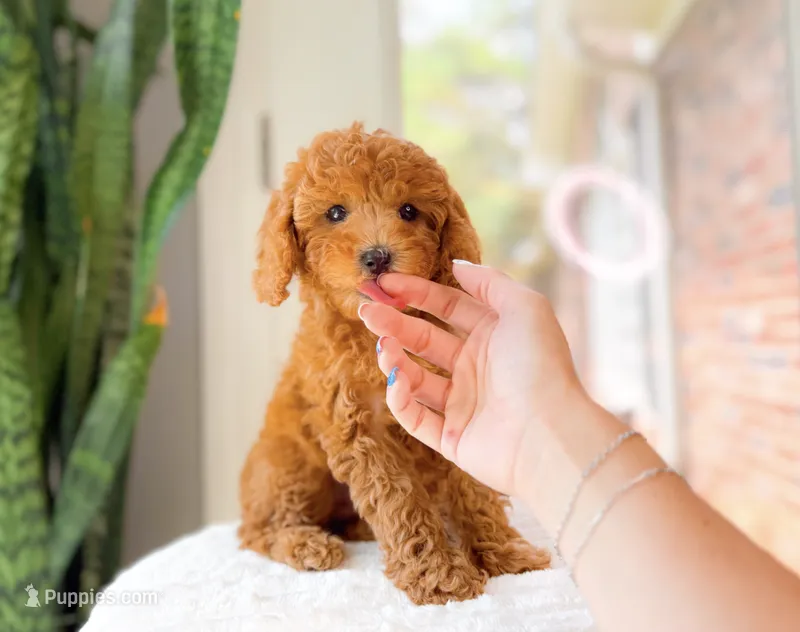 Casey – Cavapoo puppy for sale in Newberry, SC