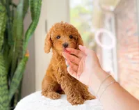 Casey, a female Cavapoo for sale in Newberry, SC – 1 of 3