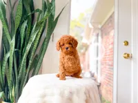 Jelly, a female Cavapoo for sale in Newberry, SC – 3 of 5