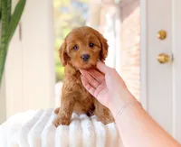Apple, a female Cavapoo for sale in Newberry, SC – 3 of 3