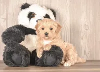 Yetti, a male Maltipoo for sale in Newberry, SC – Photo 1 of 3