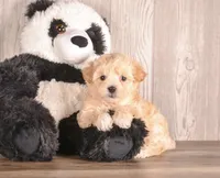 Abbie, a female Maltipoo for sale in Newberry, SC – Photo 3 of 3