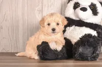 Abbie, a female Maltipoo for sale in Newberry, SC – Photo 2 of 3