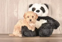 Yetti, a male Maltipoo for sale in Newberry, SC – Photo 3 of 3