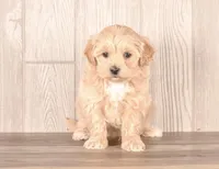 Yetti, a male Maltipoo for sale in Newberry, SC – Photo 2 of 3