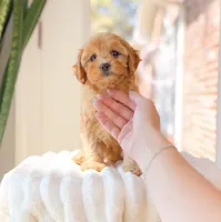 Apricot, a female Cavapoo for sale in Newberry, SC – 2 of 3