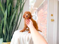 Karma, a female Miniature Goldendoodle for sale in Newberry, SC – 2 of 4