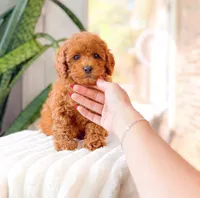 Ren, a female Cavapoo for sale in Newberry, SC – 3 of 3