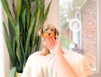 Grace, a female Yorkshire Terrier and Poodle - Miniature  for sale in Newberry, SC – 4 of 5