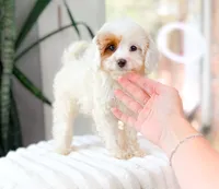 Faye, a female Cavapoo for sale in Newberry, SC – 2 of 3